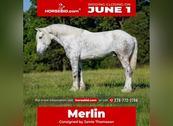 Percherón, Caballo castrado, 7 años, Tordo