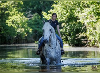 Percherón, Caballo castrado, 7 años, Tordo