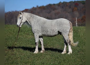 Percherón, Caballo castrado, 7 años, Tordo rodado