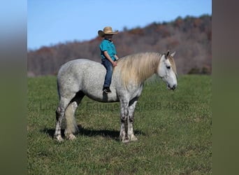 Percherón, Caballo castrado, 7 años, Tordo rodado