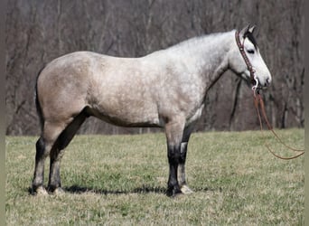 Percherón, Caballo castrado, 7 años, Tordo rodado