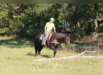 Percherón, Caballo castrado, 8 años, 155 cm, Negro