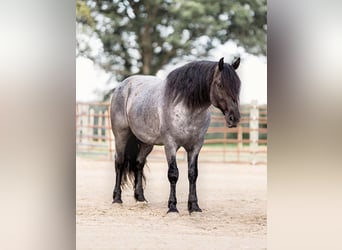 Percherón, Caballo castrado, 8 años, 155 cm, Ruano azulado