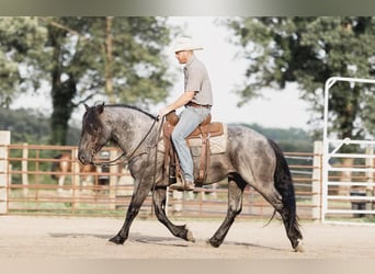 Percherón, Caballo castrado, 8 años, 155 cm, Ruano azulado