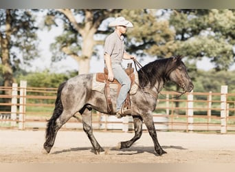 Percherón, Caballo castrado, 8 años, 155 cm, Ruano azulado