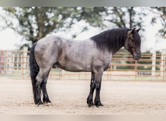 Percherón, Caballo castrado, 8 años, 155 cm, Ruano azulado