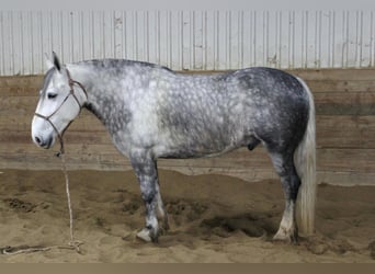 Percherón, Caballo castrado, 8 años, 157 cm, Tordo rodado