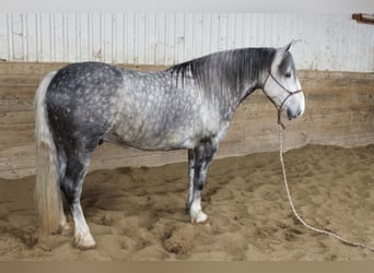 Percherón, Caballo castrado, 8 años, 157 cm, Tordo rodado