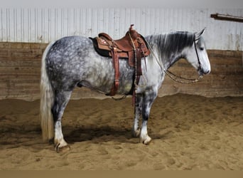 Percherón, Caballo castrado, 8 años, 157 cm, Tordo rodado