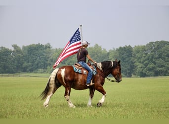 Percherón, Caballo castrado, 8 años, 160 cm, Tobiano-todas las-capas