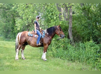 Percherón, Caballo castrado, 8 años, 160 cm, Tobiano-todas las-capas