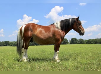 Percherón, Caballo castrado, 8 años, 160 cm, Tobiano-todas las-capas