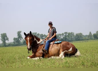 Percherón, Caballo castrado, 8 años, 160 cm, Tobiano-todas las-capas