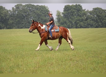 Percherón, Caballo castrado, 8 años, 160 cm, Tobiano-todas las-capas