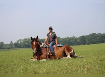 Percherón, Caballo castrado, 8 años, 160 cm, Tobiano-todas las-capas