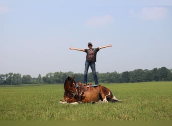 Percherón, Caballo castrado, 8 años, 160 cm, Tobiano-todas las-capas