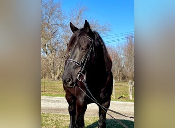 Percherón, Caballo castrado, 8 años, 163 cm, Negro