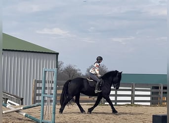 Percherón, Caballo castrado, 8 años, 163 cm, Negro