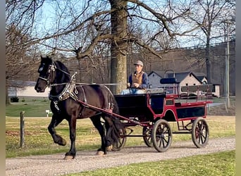 Percherón, Caballo castrado, 8 años, 163 cm, Negro