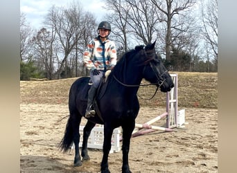 Percherón, Caballo castrado, 8 años, 163 cm, Negro