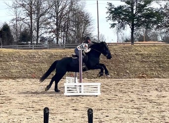 Percherón, Caballo castrado, 8 años, 163 cm, Negro