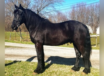 Percherón, Caballo castrado, 8 años, 163 cm, Negro