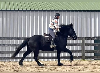 Percherón, Caballo castrado, 8 años, 163 cm, Negro