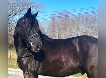 Percherón, Caballo castrado, 8 años, 163 cm, Negro