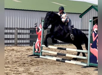 Percherón, Caballo castrado, 8 años, 163 cm, Negro