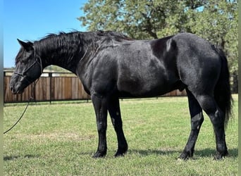 Percherón, Caballo castrado, 8 años, 165 cm, Negro