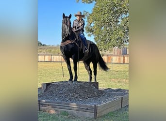 Percherón, Caballo castrado, 8 años, 165 cm, Negro