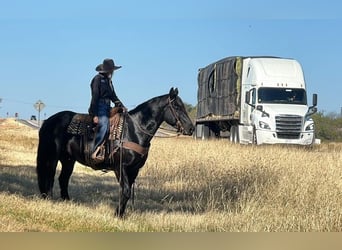 Percherón, Caballo castrado, 8 años, 165 cm, Negro