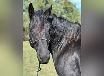 Percherón, Caballo castrado, 8 años, 165 cm, Negro