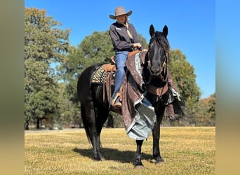 Percherón, Caballo castrado, 8 años, 165 cm, Negro