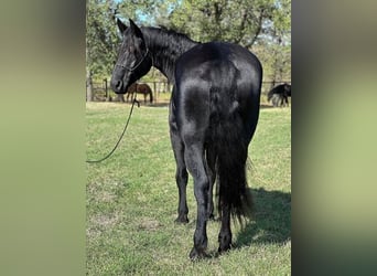 Percherón, Caballo castrado, 8 años, 165 cm, Negro