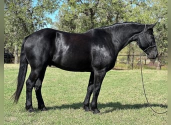 Percherón, Caballo castrado, 8 años, 165 cm, Negro