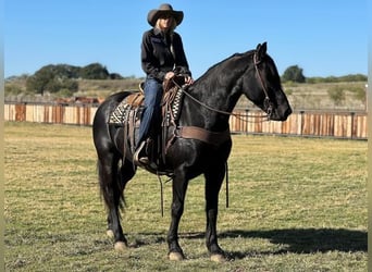 Percherón, Caballo castrado, 8 años, 165 cm, Negro