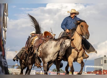 Percherón Mestizo, Caballo castrado, 8 años, 168 cm