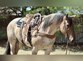 Percherón Mestizo, Caballo castrado, 8 años, 168 cm