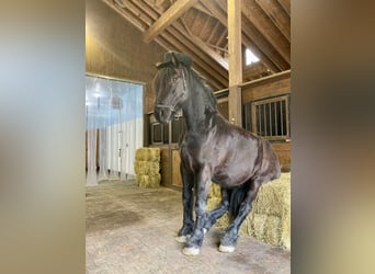 Percherón, Caballo castrado, 8 años, 173 cm, Negro