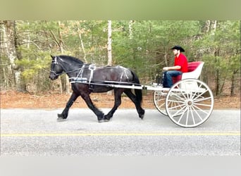 Percherón, Caballo castrado, 8 años, 173 cm, Negro