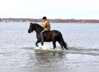 Percherón, Caballo castrado, 8 años, 173 cm, Negro