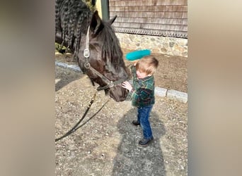 Percherón, Caballo castrado, 8 años, 173 cm, Negro