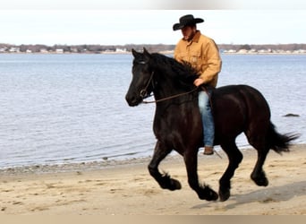 Percherón, Caballo castrado, 8 años, 173 cm, Negro