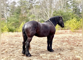 Percherón, Caballo castrado, 8 años, 173 cm, Negro