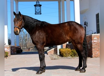 Percherón, Caballo castrado, 8 años, Castaño rojizo