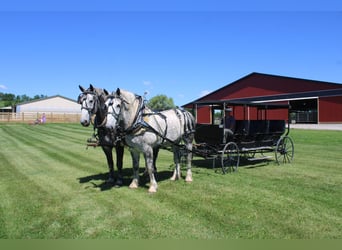 Percherón, Caballo castrado, 8 años, Tordo