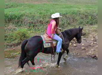 Percherón, Caballo castrado, 9 años, 155 cm, Negro
