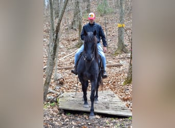 Percherón, Caballo castrado, 9 años, 160 cm, Bayo