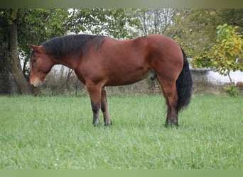 Percherón Mestizo, Caballo castrado, 9 años, 160 cm